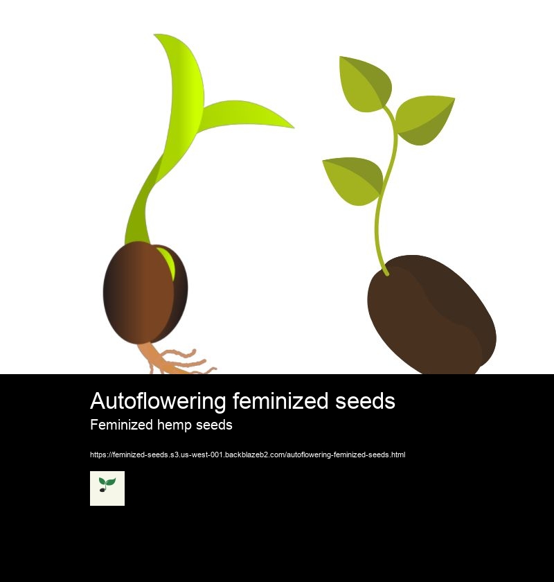 Autoflowering feminized seeds Feminized hemp seeds Feminized cannabis seeds