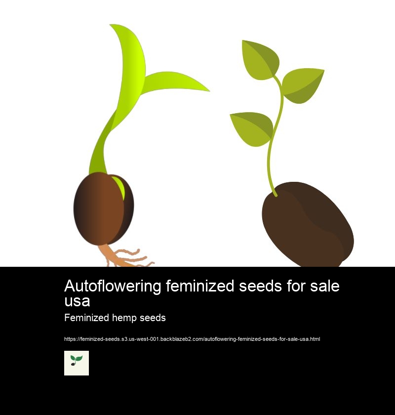 Autoflowering feminized seeds for sale usa Feminized hemp seeds Outdoor feminized seeds