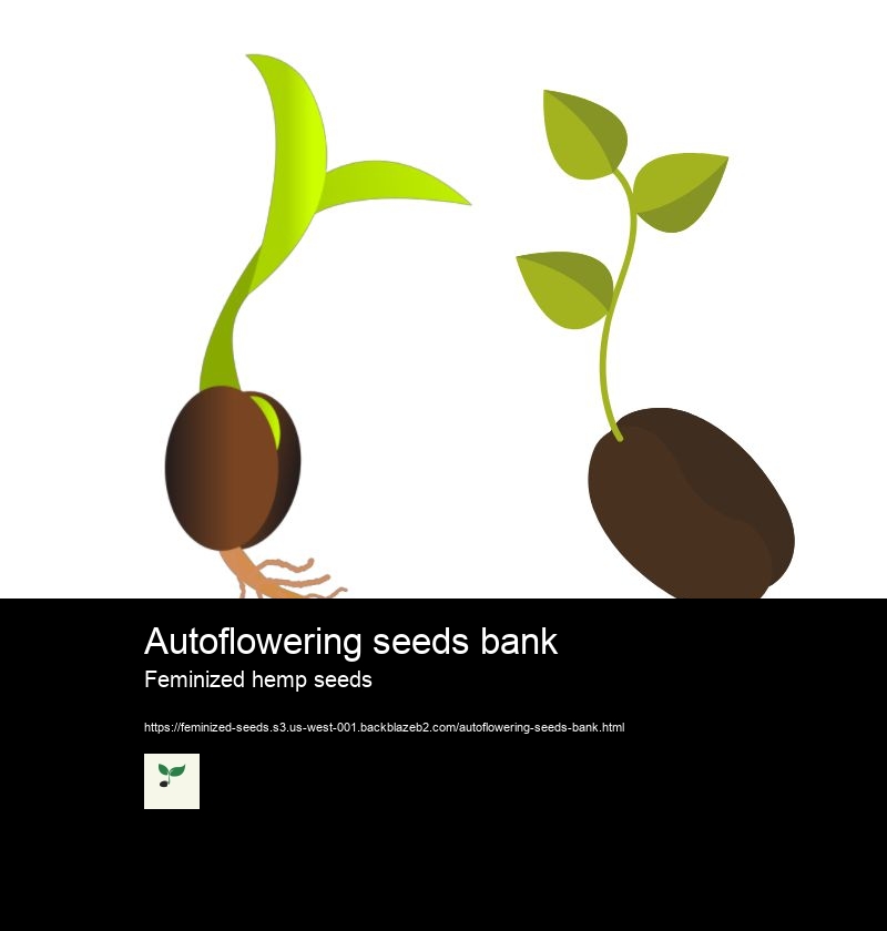 Autoflowering seeds bank Feminized hemp seeds Autoflowering feminized seeds