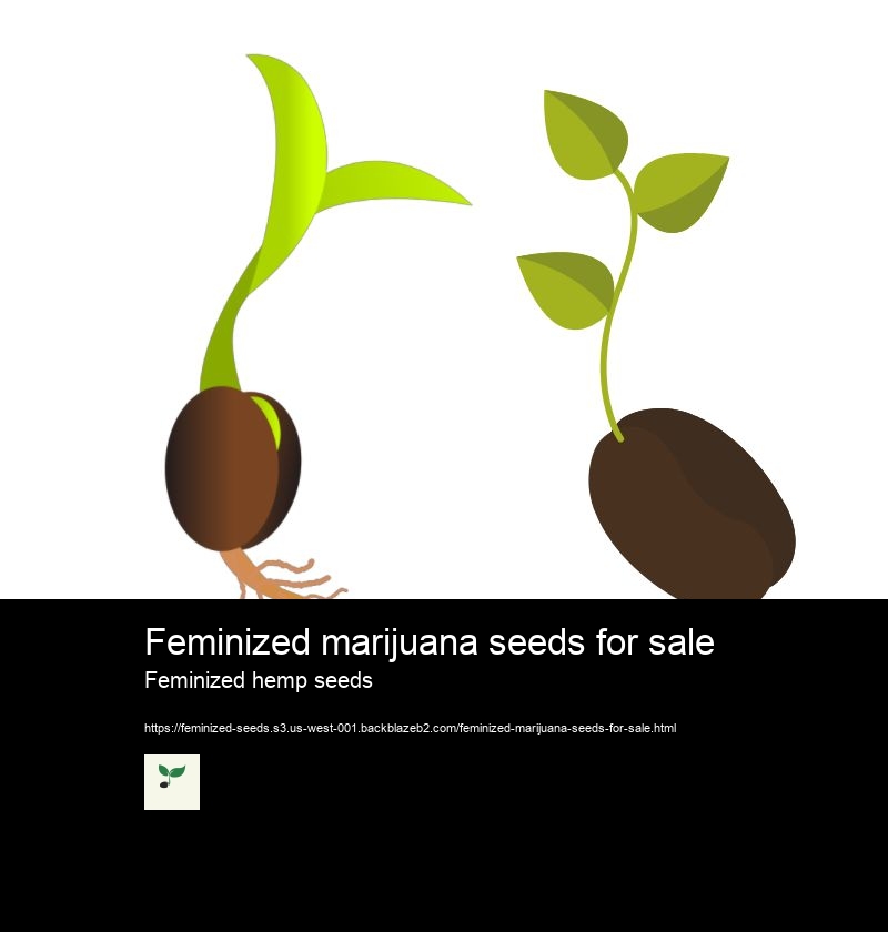 Feminized marijuana seeds for sale Feminized hemp seeds Blue dream feminized seeds