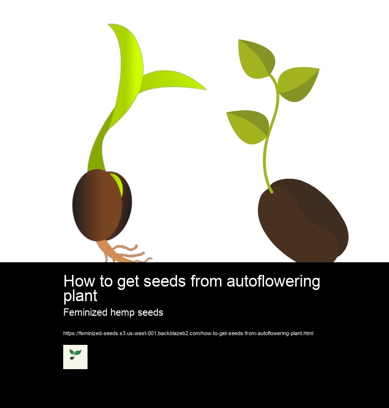 How to get seeds from autoflowering plant Feminized hemp seeds Feminized seeds wiki