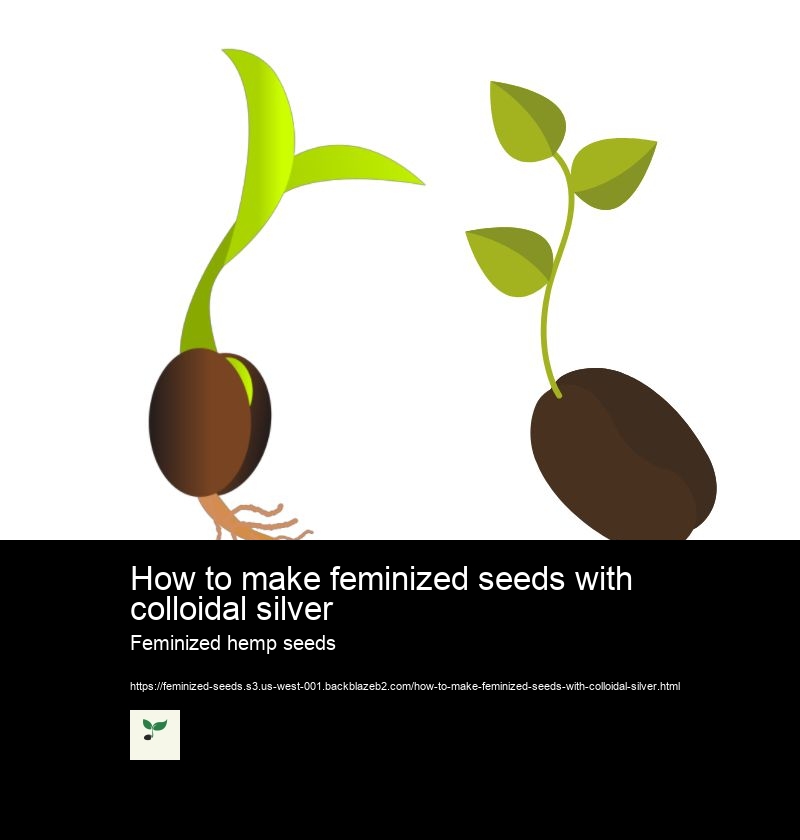 How to make feminized seeds with colloidal silver Feminized hemp seeds Feminized marijauna seeds