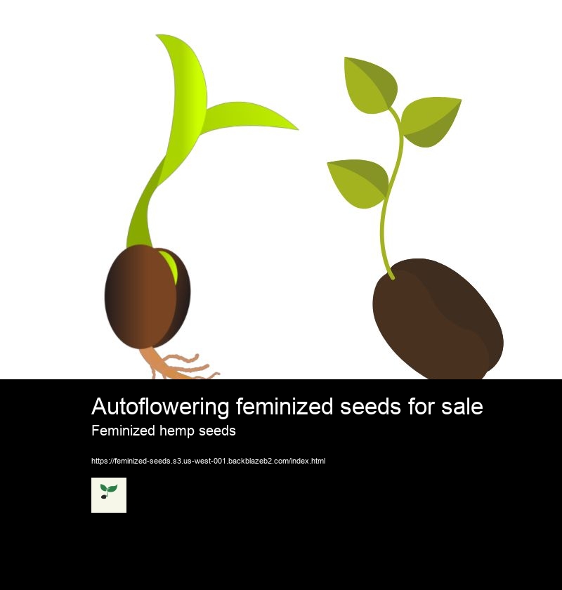 Autoflowering feminized seeds for sale
